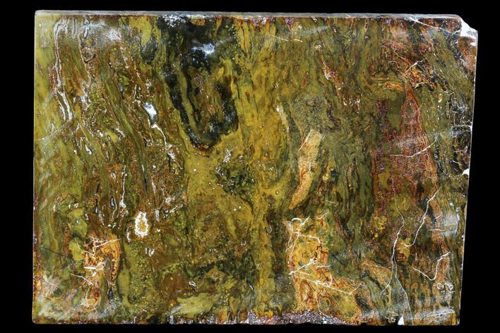 Petrified Wood (Araucioxylon) - Circle Cliffs, Utah #104678